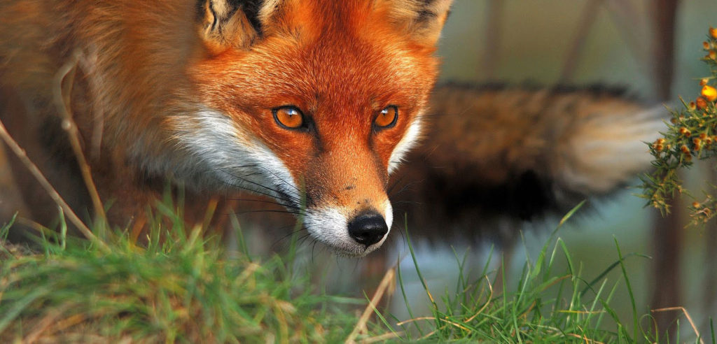 Red Fox