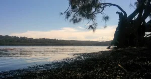 Ross River Virus