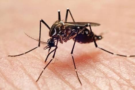 Ross River Virus