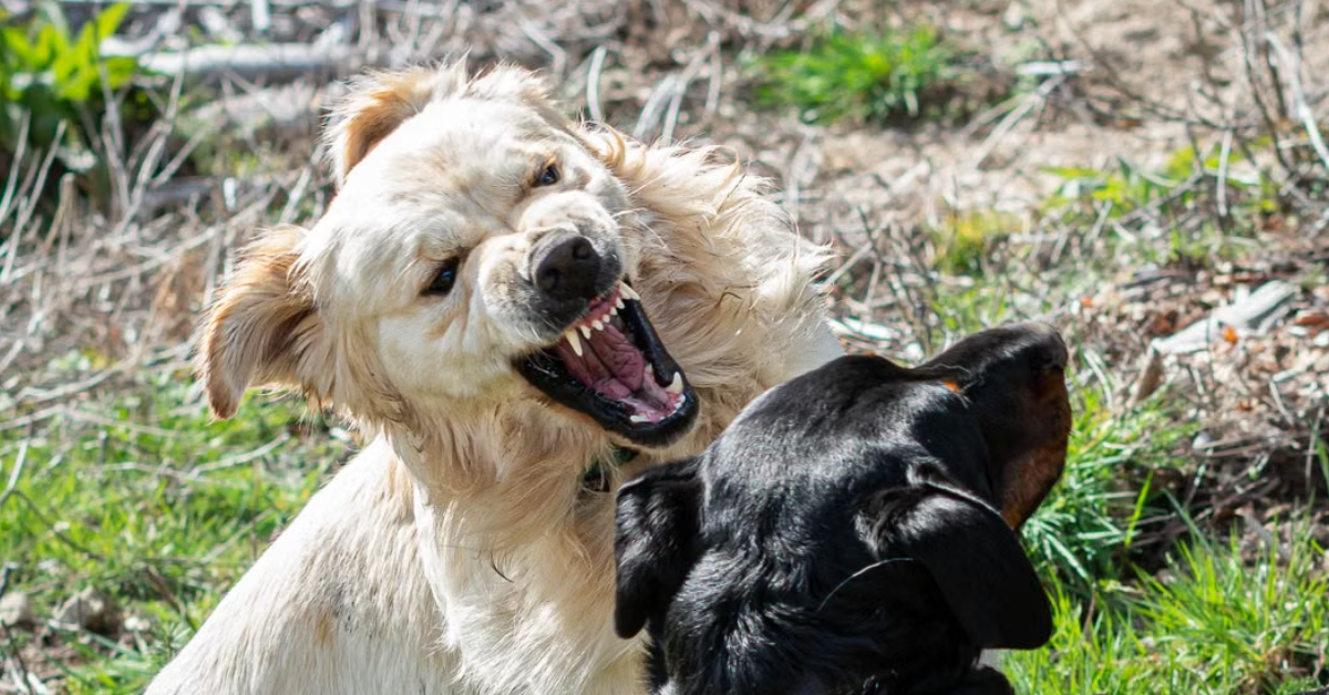 dogs