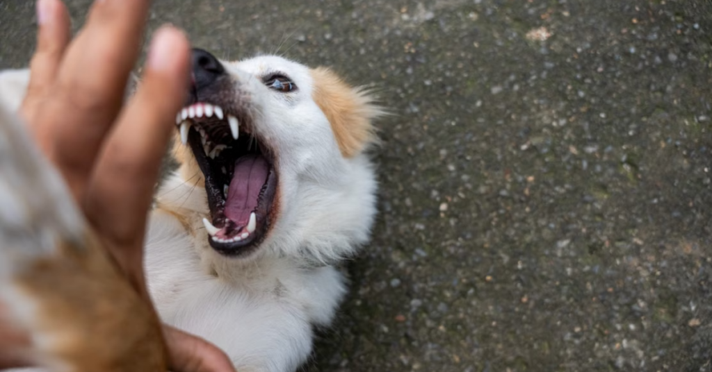 dogs
